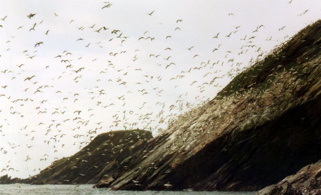 Albatro?  No, Gabbiano reale